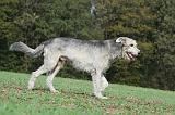 IRISH WOLFHOUND 175